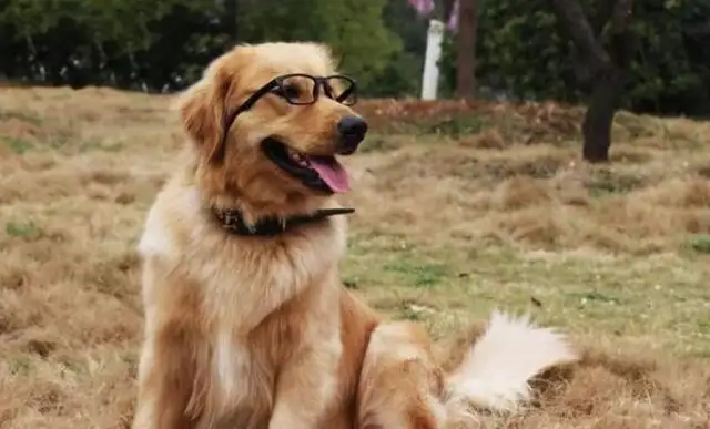 The dog was abandoned by the master and ran 100 miles to find the master, just to bite him