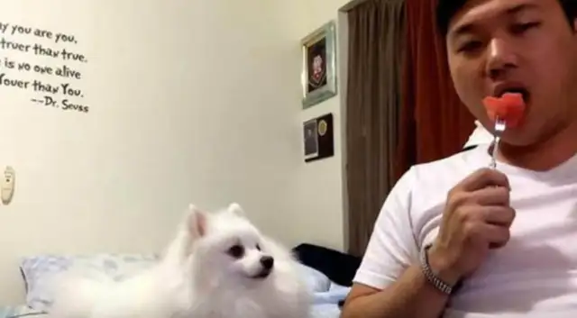 The owner was making a watermelon pose, and the dog was peeking in the shadows, and he found out he was doing well