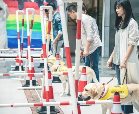 Only one of the more than 80,000 blind children has a guide dog