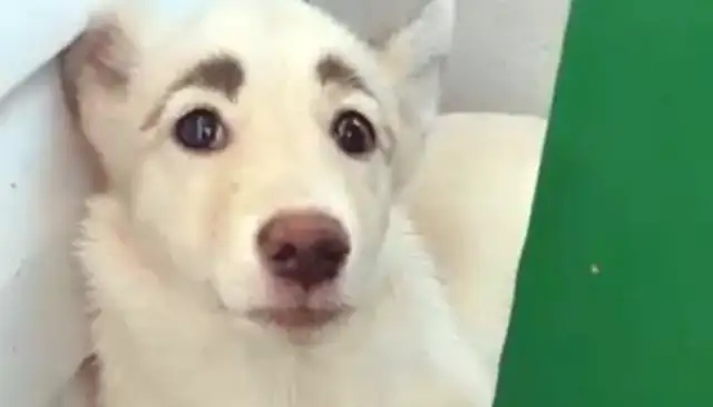 Ukrainian stray dog head face won a new house