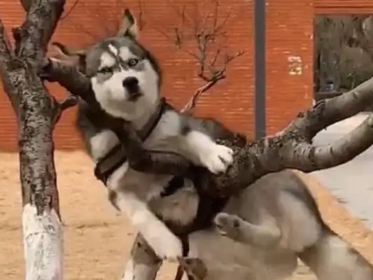 When I walked the dog, I asked the master to look after the dog