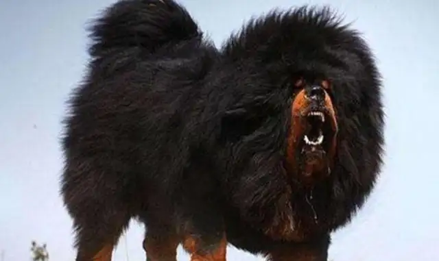 From the King to the stray dog to the Highlands, there's been an amazing change