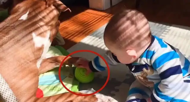 The baby took the dog's toy ball. You'll never guess what the dog's reaction is