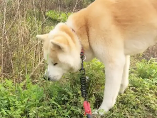 The dog gets seasick, lets him rest on the grass, he eats drafting. Herbs