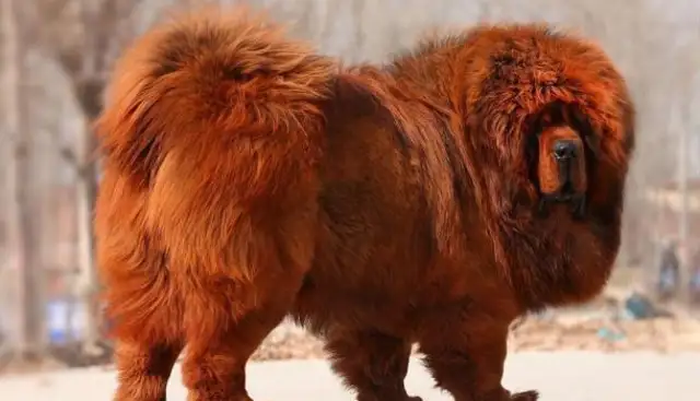 From the King to the stray dog to the Highlands, there's been an amazing change