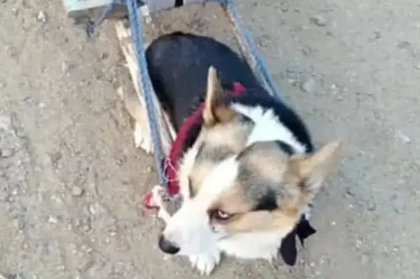A month later, my dad called: Does the dog have any? A few more