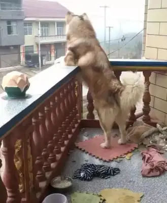 The dog's been crying about it. She's waiting for her master to pick it up