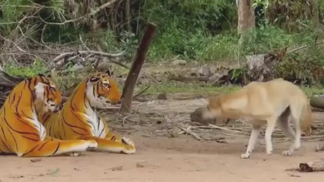 The man scares the dog with a tiger. Who's the dog
