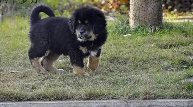 From the King to the stray dog to the Highlands, there's been an amazing change