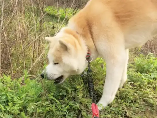 The dog gets seasick, lets him rest on the grass, he eats drafting. Herbs