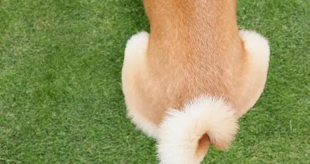 Four parts of the dog's no-go zone
