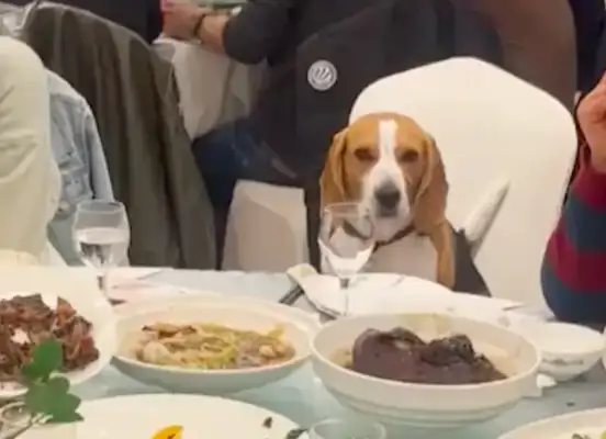 When I ate the table, the dog sat at the table, and he was embarrassed and confused: no one picked me up