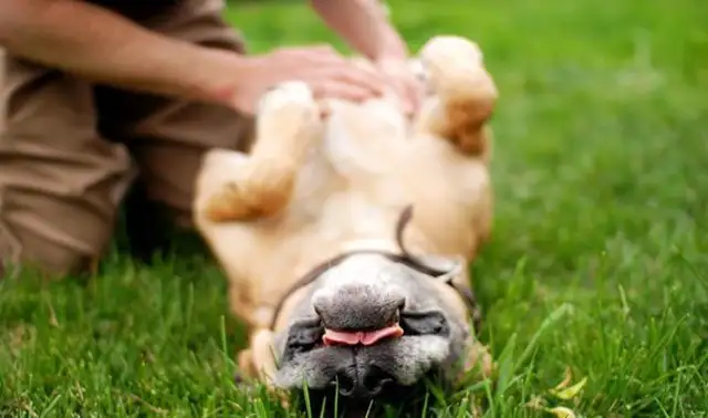 Four parts of the dog's no-go zone