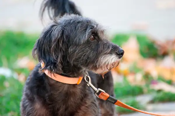 What's the point of a dog holding rope, dangerous or safe? It's all between the lines