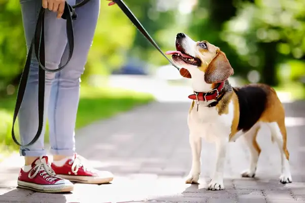 What's the point of a dog holding rope, dangerous or safe? It's all between the lines