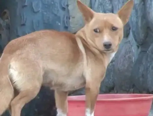 A stray dog eats cat food to survive, has a painful look and is saved by four dogs