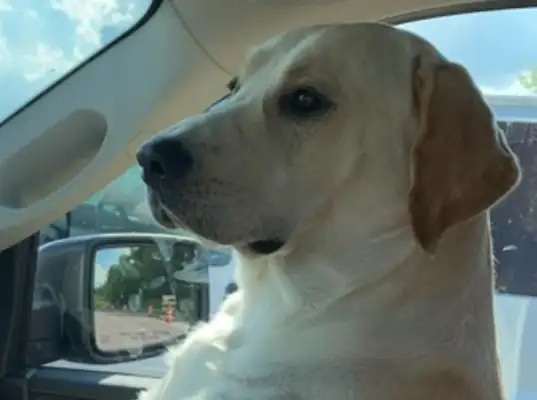 The labradows took care of his dead body and disappeared