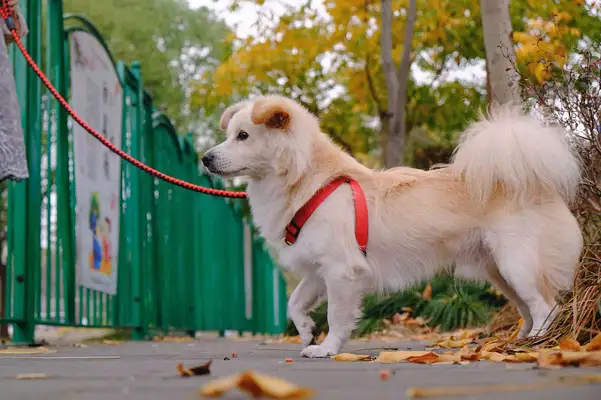 What's the point of a dog holding rope, dangerous or safe? It's all between the lines
