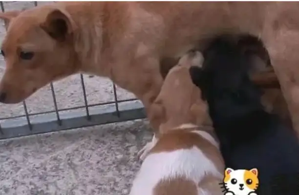 A stray dog eats cat food to survive, has a painful look and is saved by four dogs