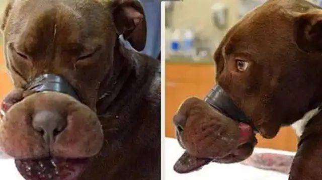 It's cruel to abuse animals