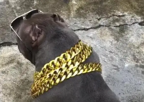 Has anyone customized the Golden necklace for dogs and the pets are also "inline"