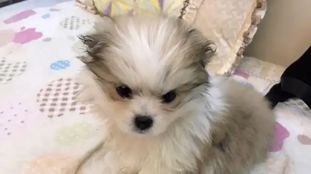 The little milk dog's squirming on the side of the road, the girl hugged, and the merchant: The little one's happy