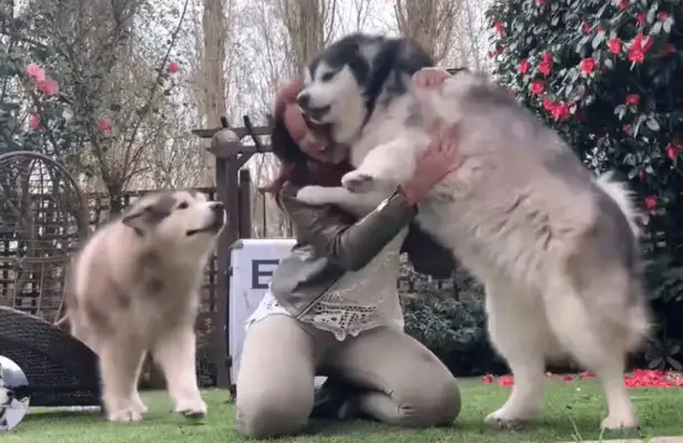 Alaska's 120 pounds and thinks she's a puppy