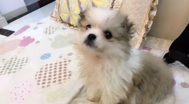 The little milk dog's squirming on the side of the road, the girl hugged, and the merchant: The little one's happy
