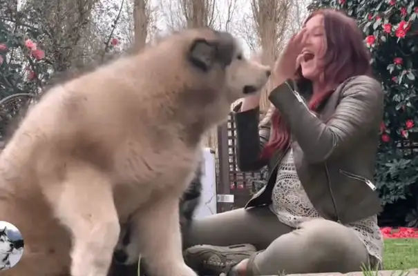 Alaska's 120 pounds and thinks she's a puppy