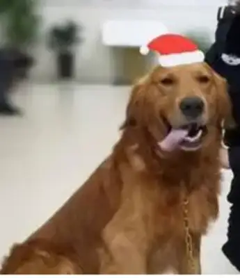 What if the dog with the chip is missing