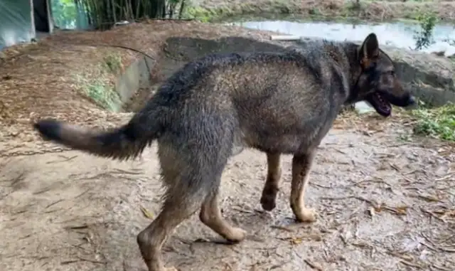 The more strange the farmer buys a stray dog for 200, the more strange it gets, and the more people want to buy 20,000. It's..