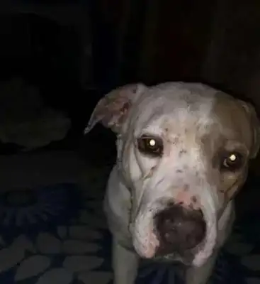 The owner abandoned the dog just because he moved, left him a blanket, and since then..