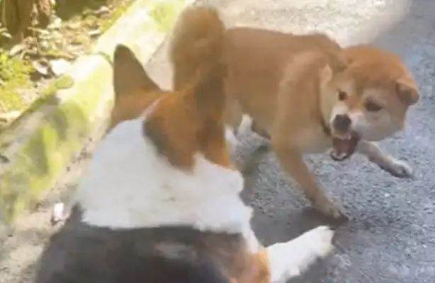 Chai Dog fights with Koki. He touches the china and pretends to be hurt