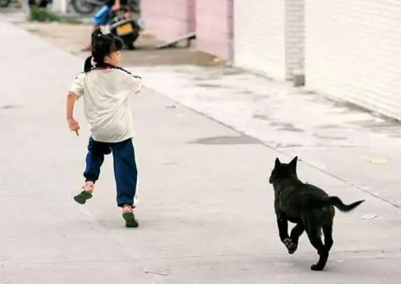 We need to find a solution to the problem of small-town owners feeding dogs