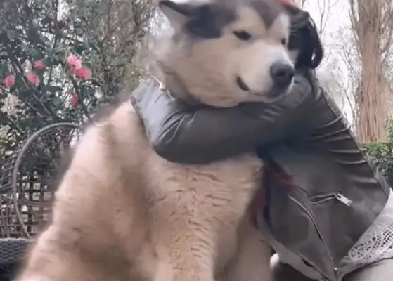 Alaska's 120 pounds and thinks she's a puppy