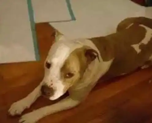 The owner abandoned the dog just because he moved, left him a blanket, and since then..