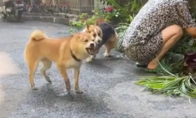 Chai Dog fights with Koki. He touches the china and pretends to be hurt