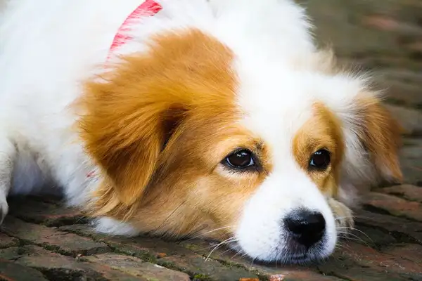 What's the reason that dogs always look at people with their own eyes? It'll make you laugh
