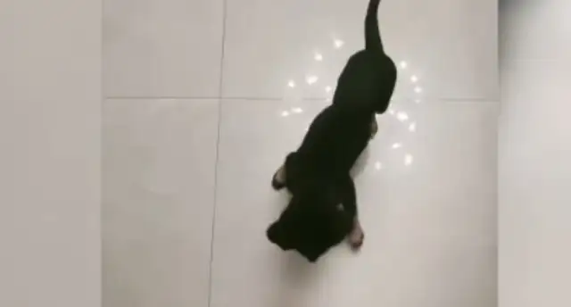That's the real dog lover