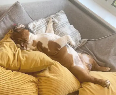 In the case of pneumonia, the dog's families warmed their neighbors, but they burned them