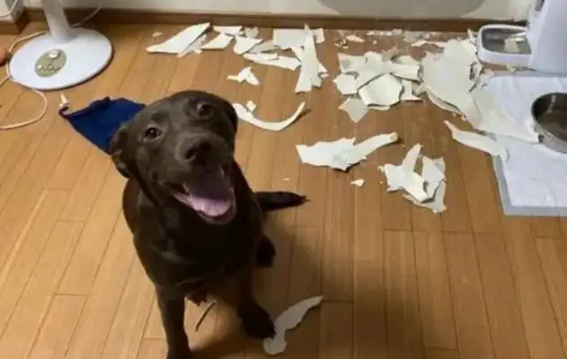 The dog doesn't look at home anymore