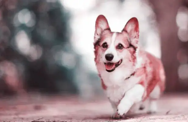 Suddenly the dog fell in his bedroom, and then the master found out that he had done it himself