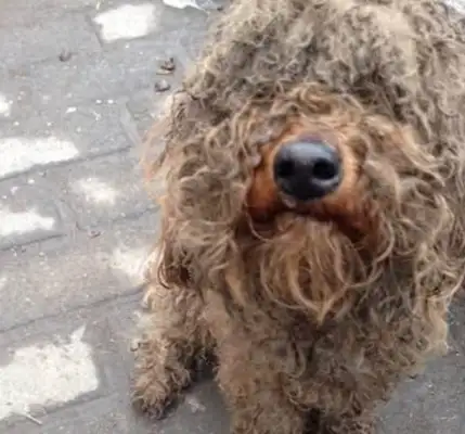 The girls asked their friends to help catch the dog and found a wound after shaving