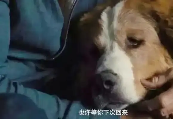 The dog is too old to walk. The master has it on his back, even if he's pissed