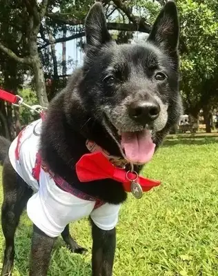 The dog is too old to walk. The master has it on his back, even if he's pissed
