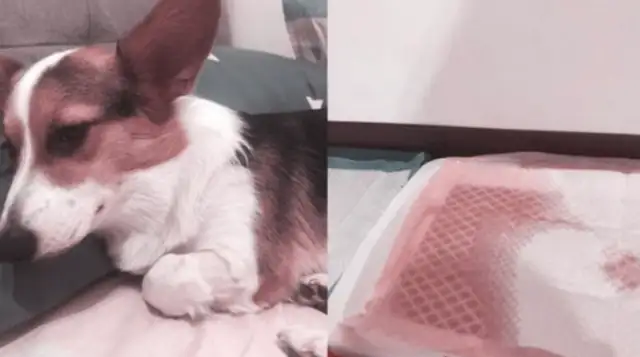 Suddenly the dog fell in his bedroom, and then the master found out that he had done it himself