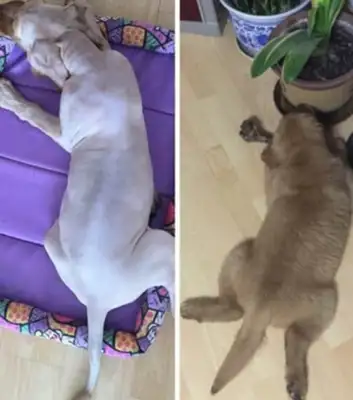 The hair is thick, and the owner is worried it's hot and shaved