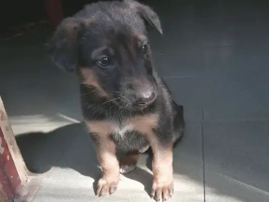 The doggies aren't seen as little doggies by their masters, and they're kicked home. See