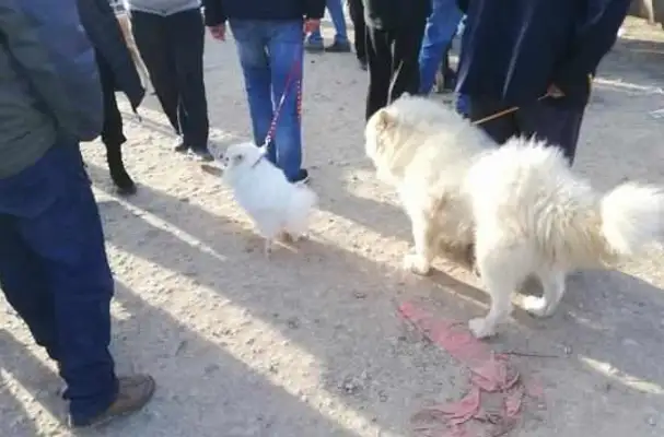 Dogs: The poor old Samaye was sold to the dog dealer and bought it