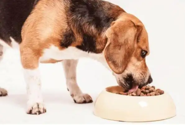 Five ways to make the dog stick more to you. Have you learned